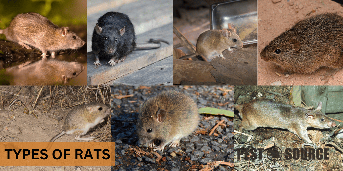 Different Species of Rats