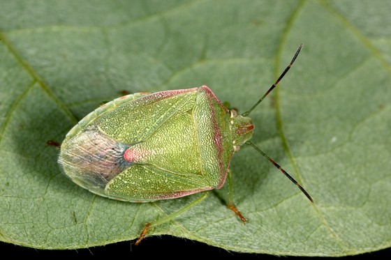 Red-shouldered stink bug on top of a leaf