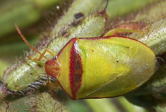 redbanded stink bug on a plant