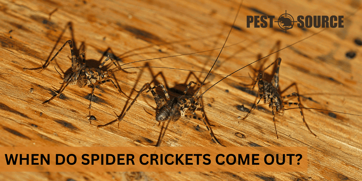 Activity Patterns of Spider Crickets