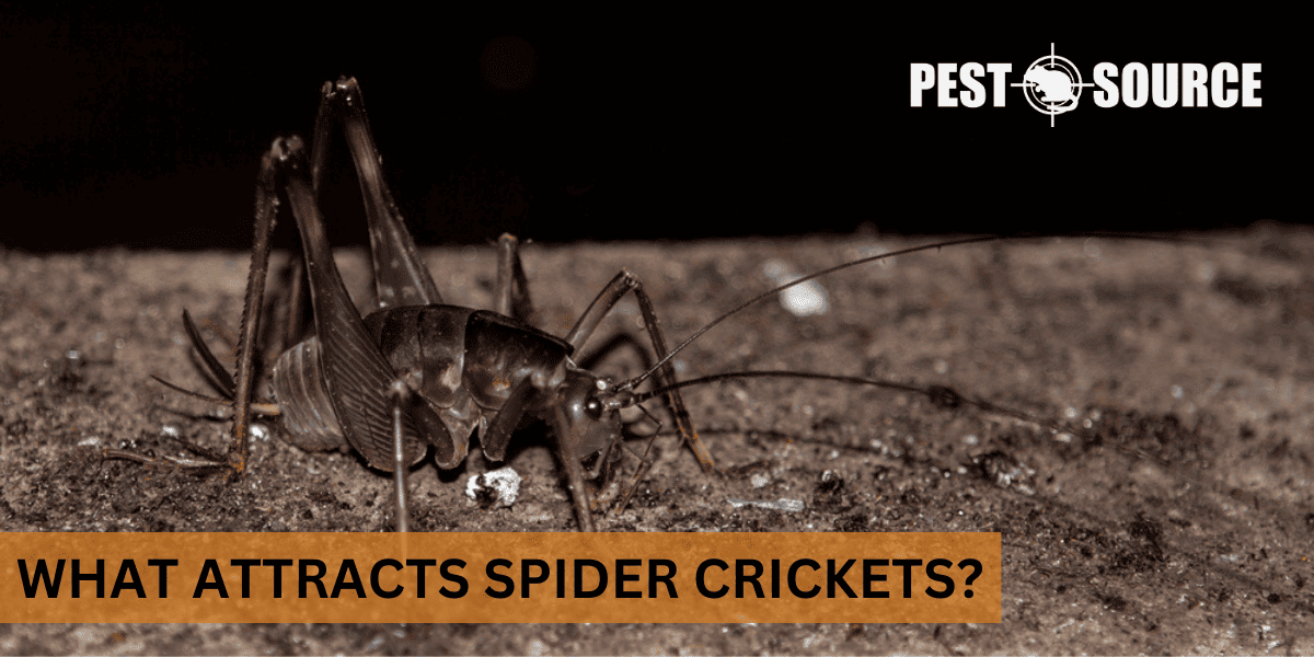 Attractants for Spider Crickets