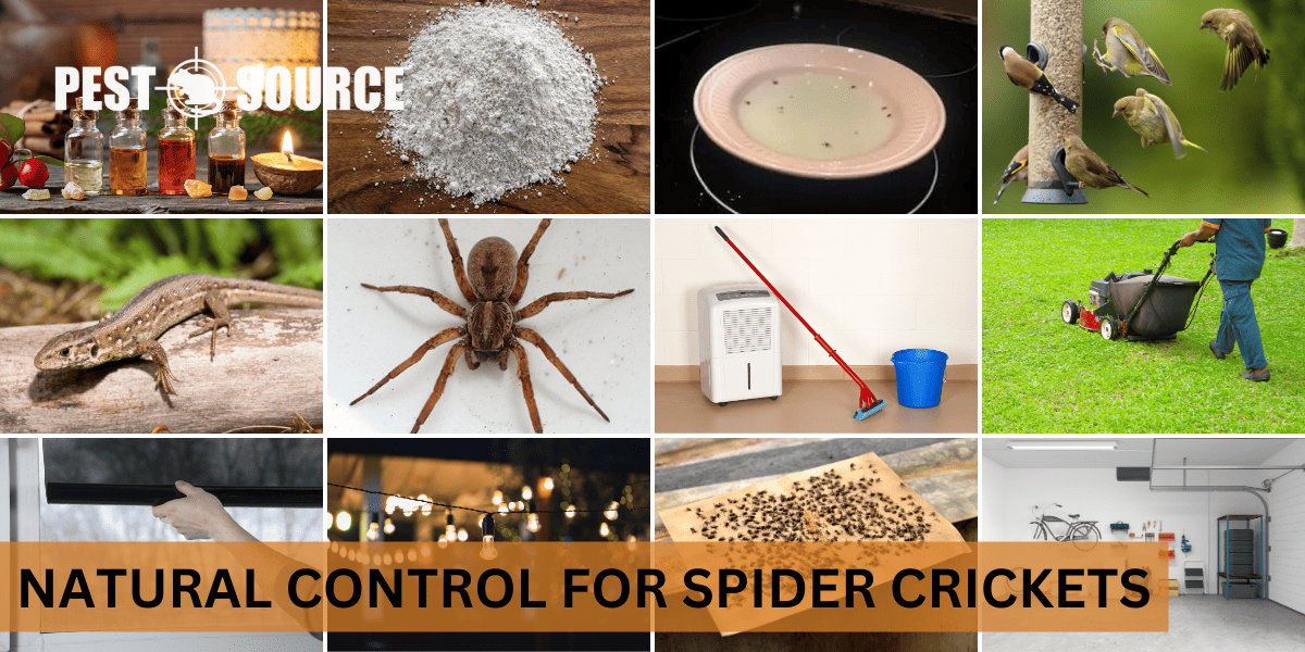 Natural Control for Spider Crickets
