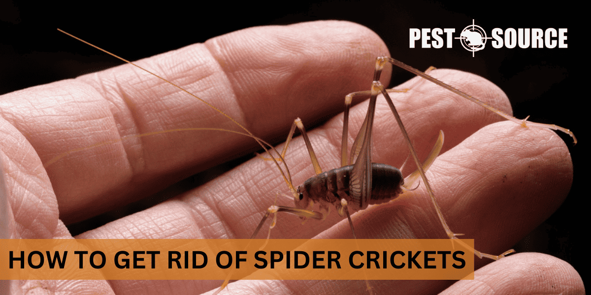 Control of Spider Crickets