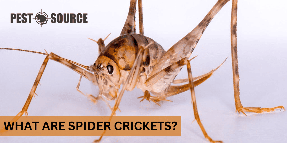 Definition of Spider Crickets