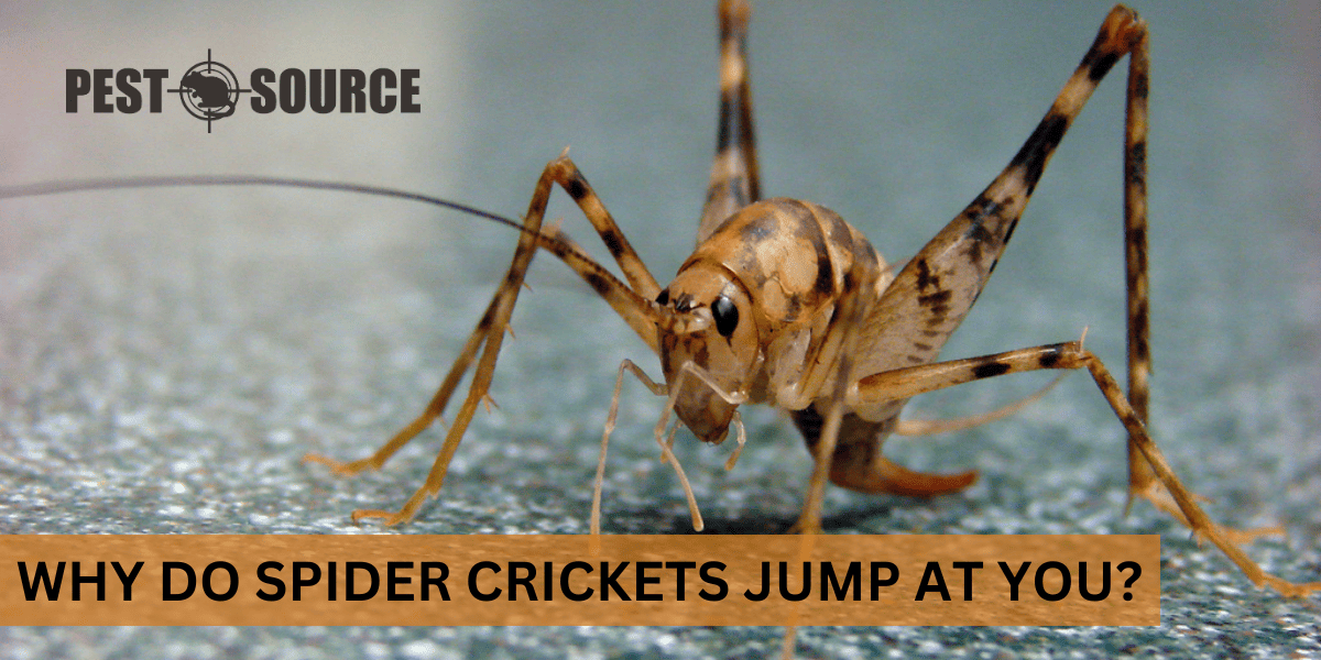 Jumping Ability of Spider Crickets