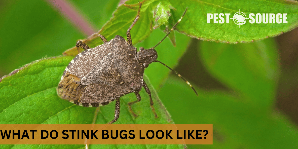 appearance of stink bugs