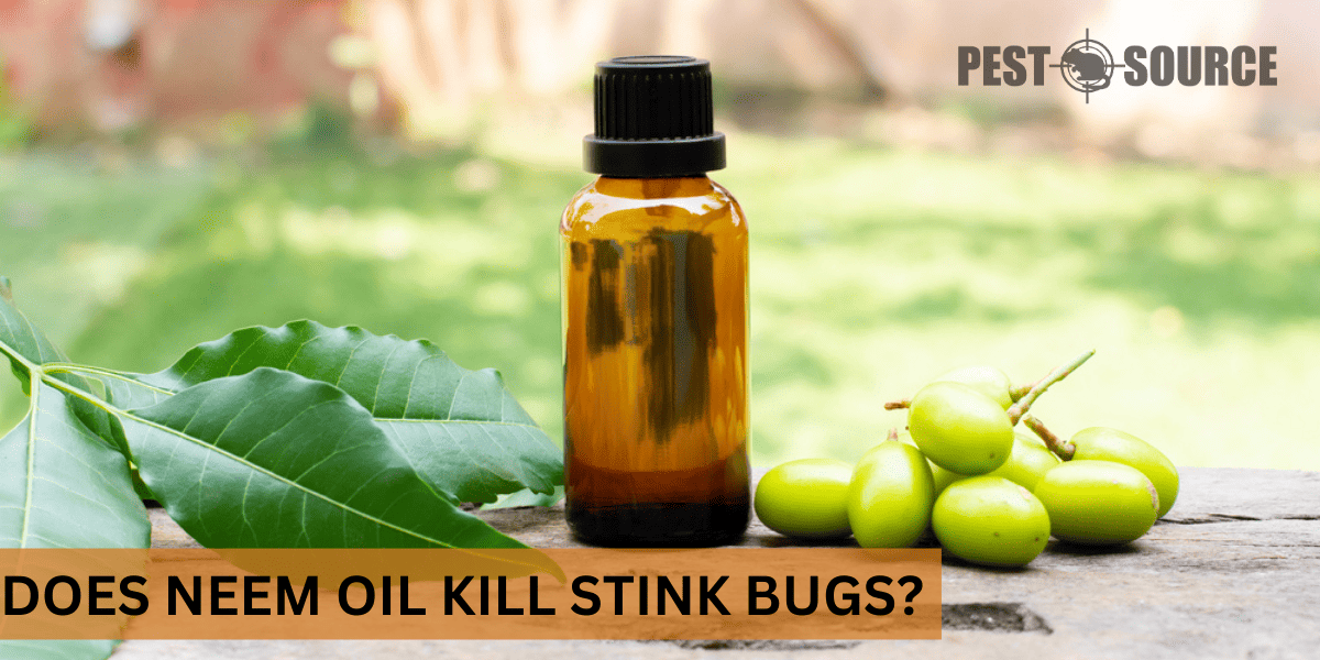 neem oil against stink bugs
