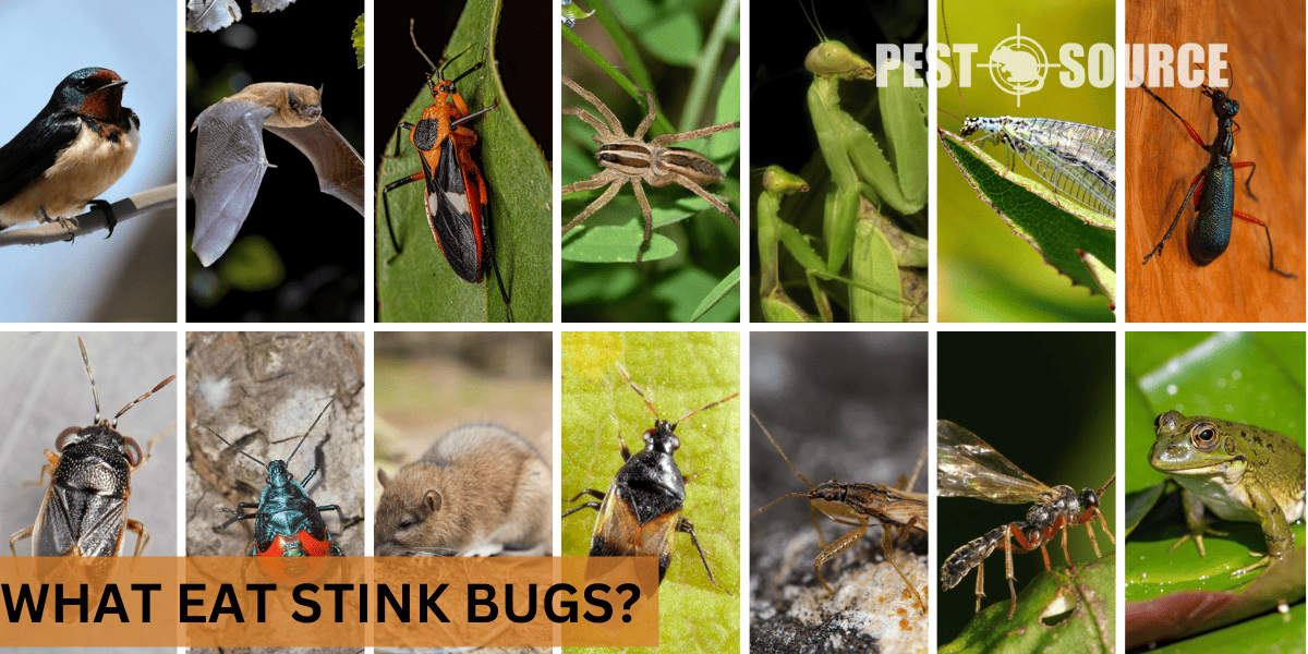 predators of stink bugs