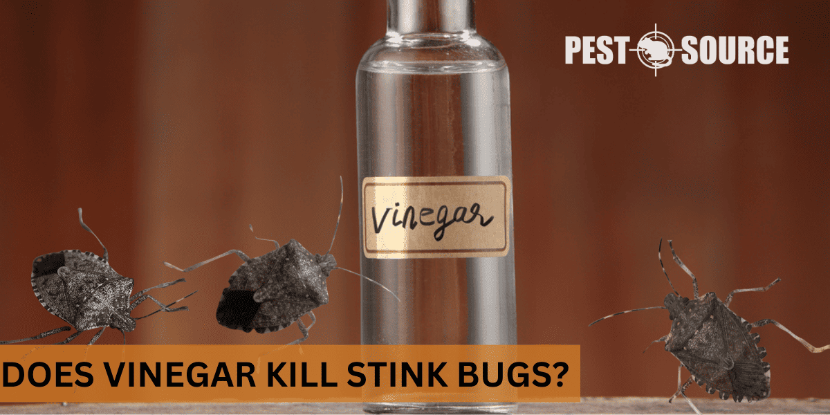 vinegar effects on stink bugs