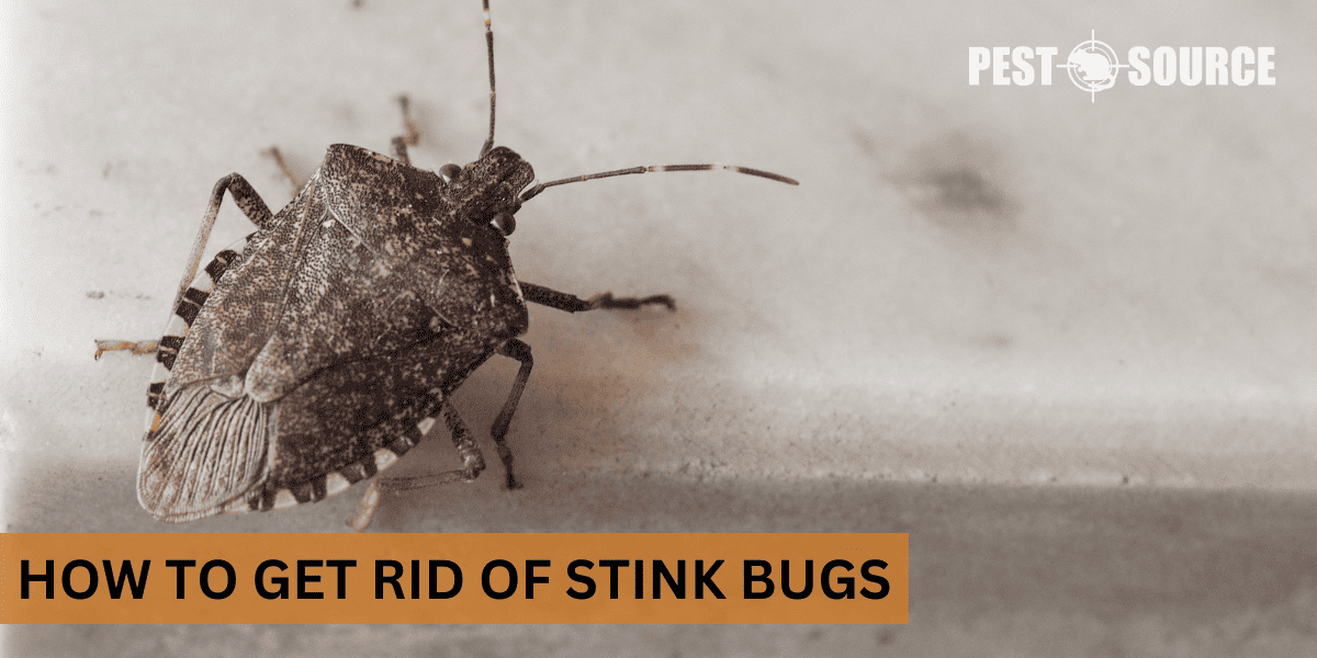 control of stink bugs