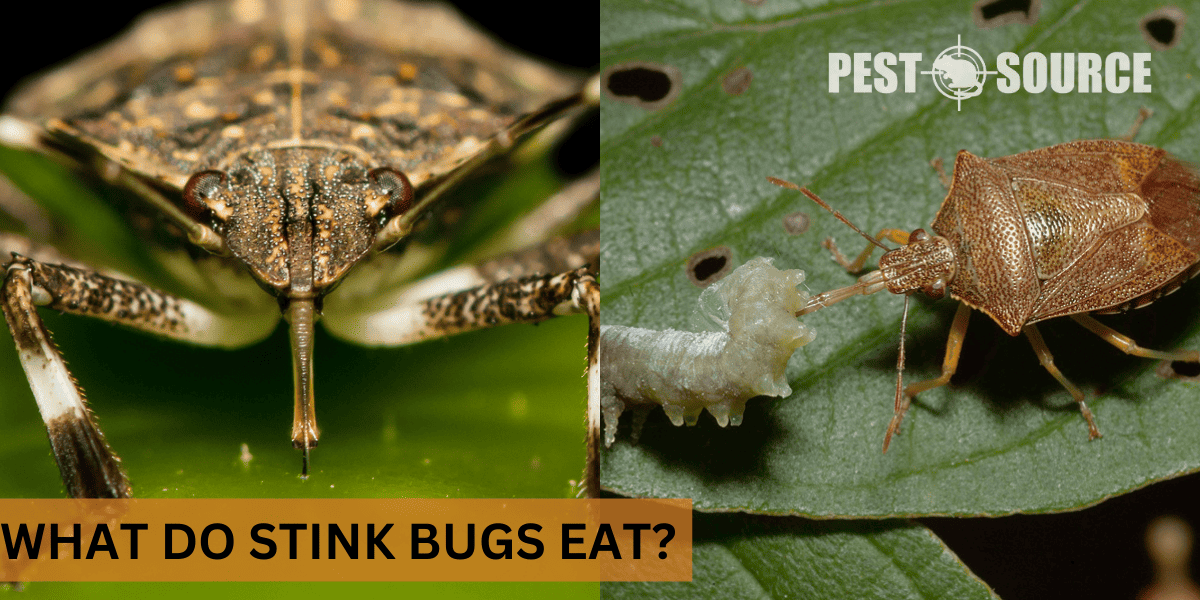 diet of stink bugs