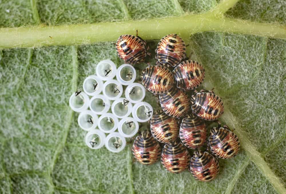 Stink bugs eggs hatching under a grape leaf