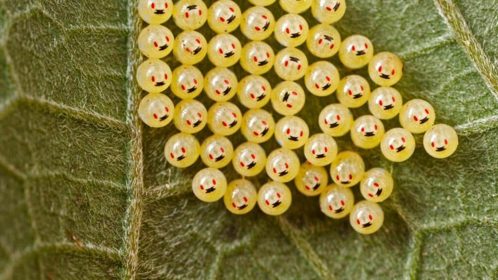 Two red spots visible on Stink Bug's eggs as they develop
