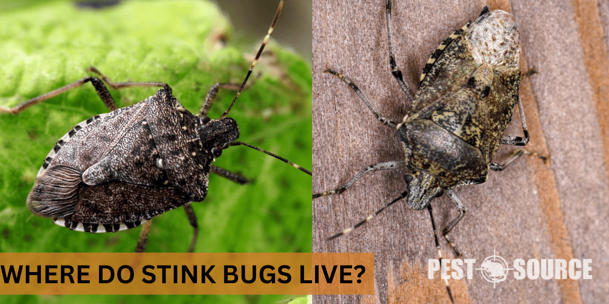habitats where stink bugs live