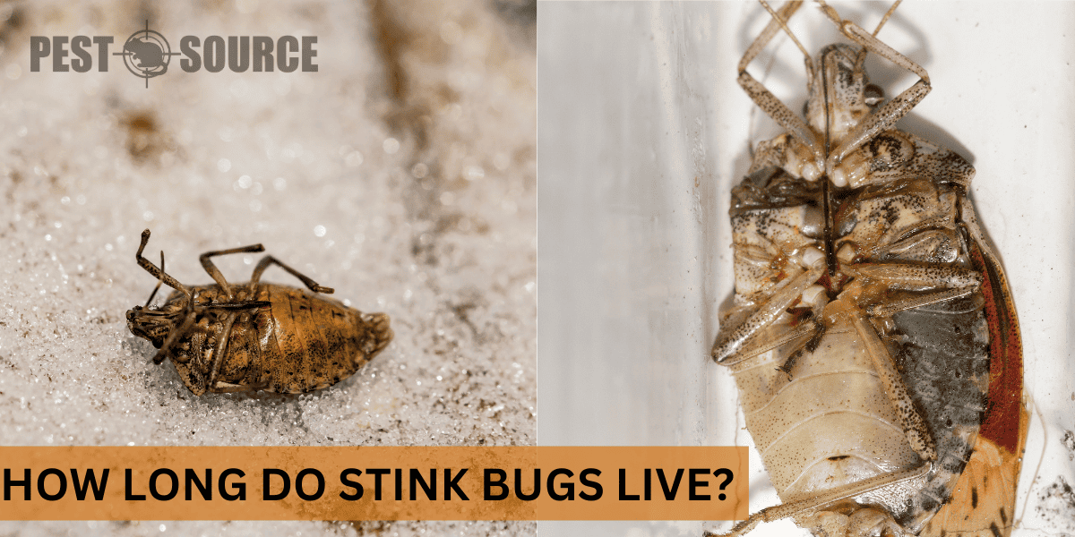 lifespan of stink bugs