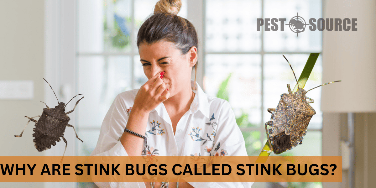 etymology of stink bugs