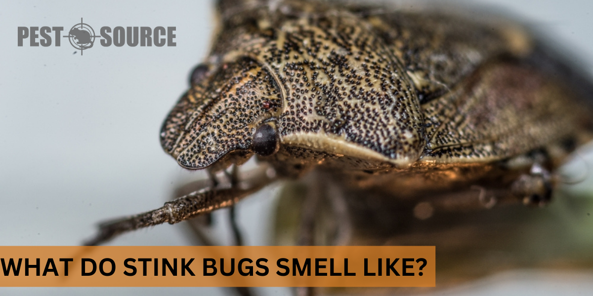odor emitted by stink bugs