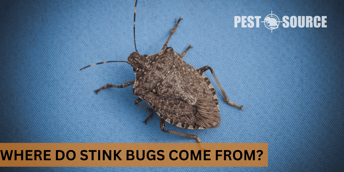 origin of stink bugs