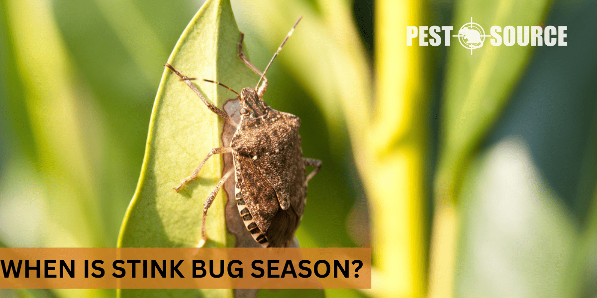 season for stink bugs