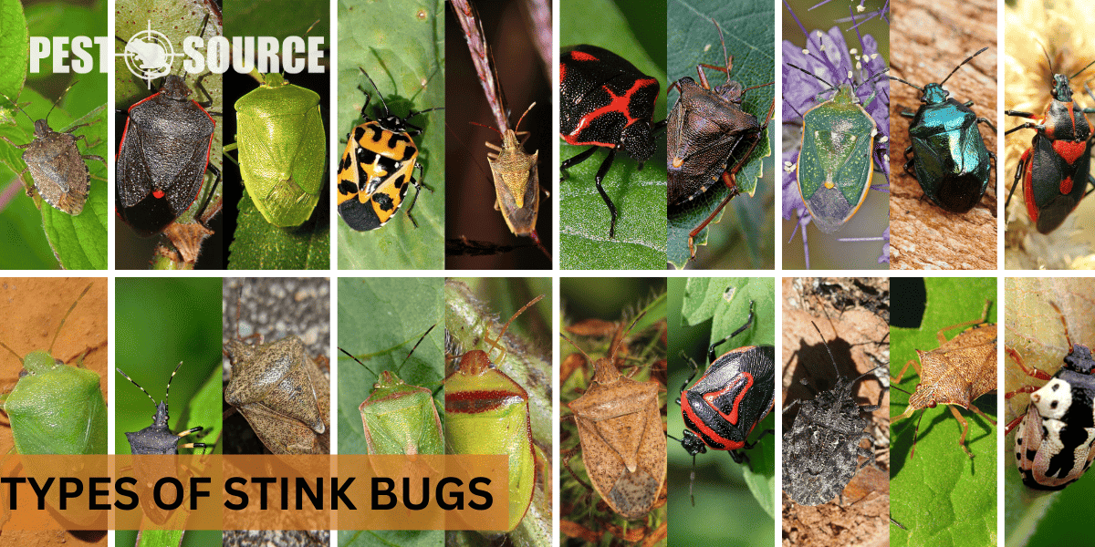 different stink bug types