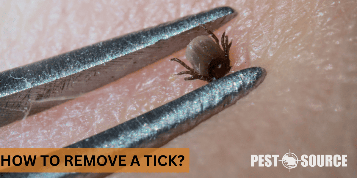Removal procedures for tick control