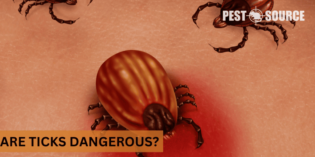Are Ticks Dangerous? Pest Source