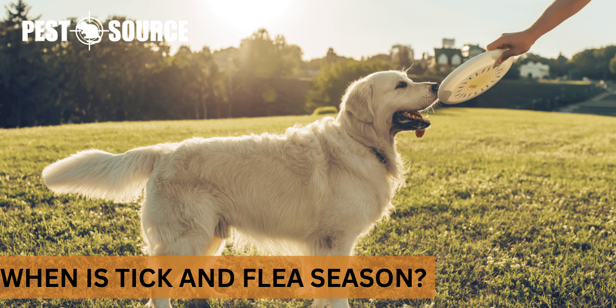 Seasonality of ticks and flea