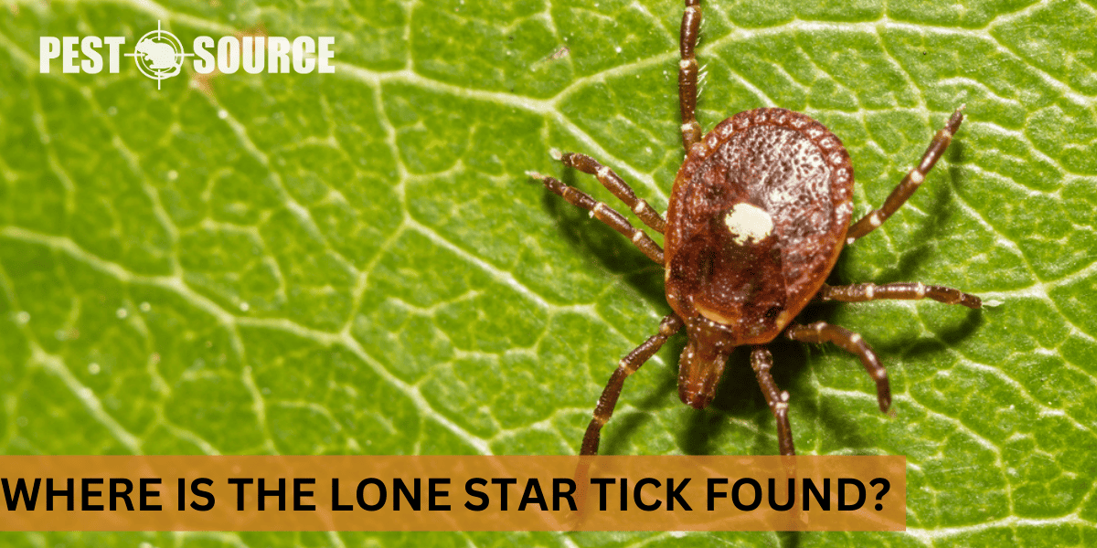 Appearance of Lone star tick