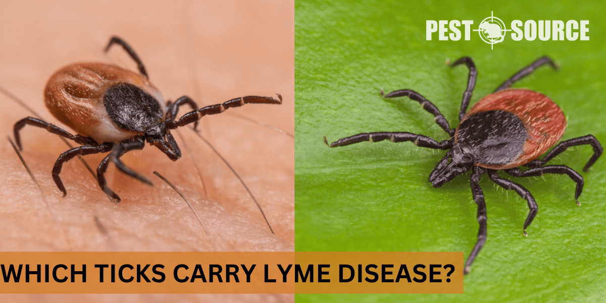 Lyme disease from ticks