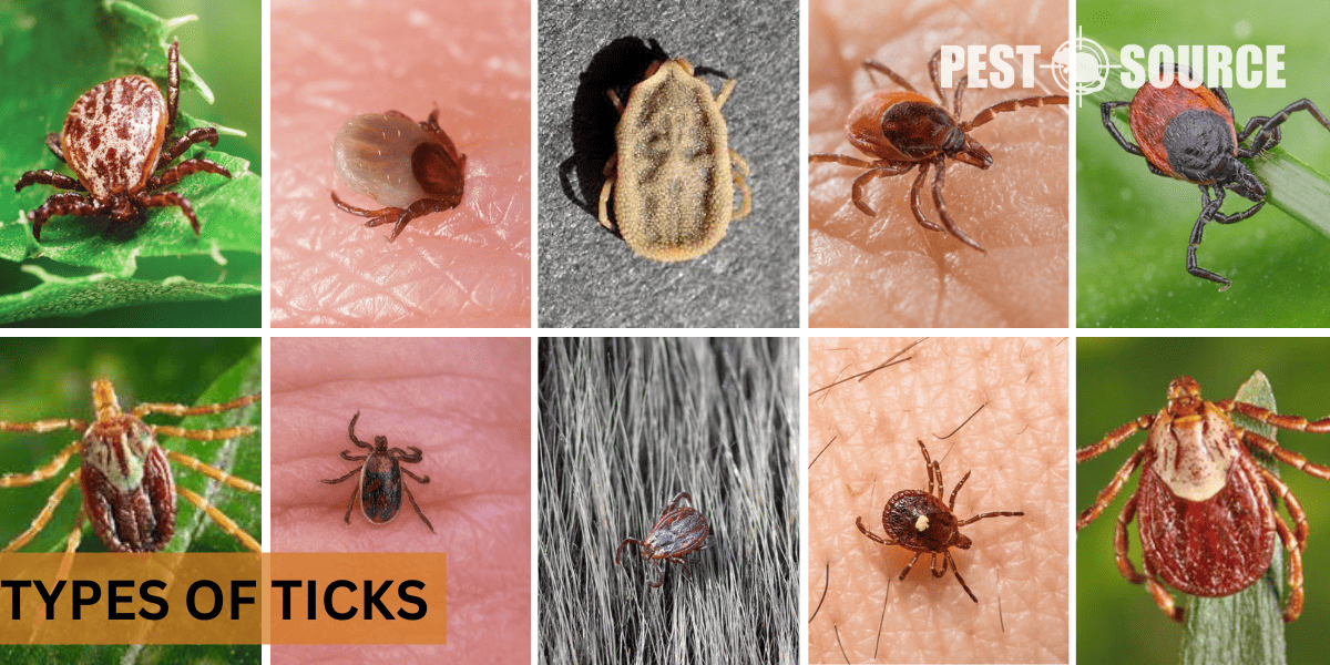 Types of prevalent ticks