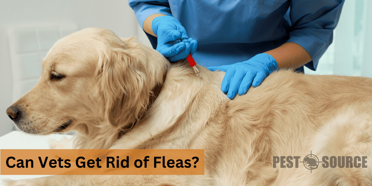 Veterinarian control of Fleas