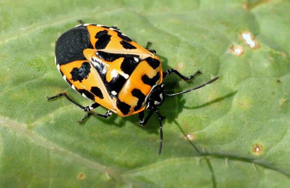 Vibrant Harlequin Bug on top of a leaf