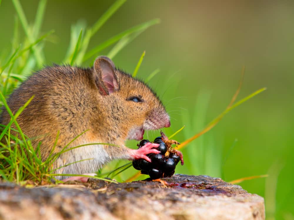 Wild Wood Mouse Taking a Bite of a Blackberry on Log Sideview